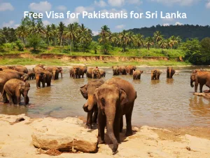 Free Visa for Pakistanis for Sri Lanka